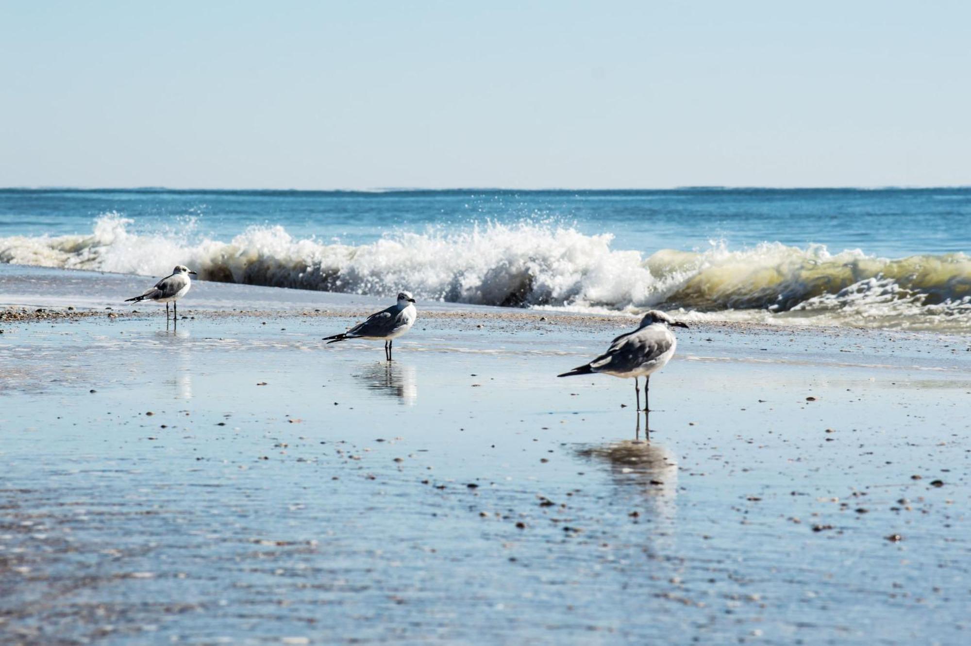 Cozy Condo Just Steps To The Beach, Unit 2 - Sleeps 4 Gulf Shores Extérieur photo
